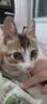 麦富迪奶糕幼猫粮离乳期幼猫猫粮小奶猫猫粮鱼肉味幼猫粮500g 幼猫专用奶糕粮500g 实拍图