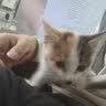 美人喵小安心猫粮幼猫1到3月奶糕专用离乳期4到12月全价小猫奶猫幼猫粮 【1-6月】羊奶幼猫粮8斤 实拍图