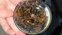 鲜窝窝 油鸡枞菌260g 云南特产 即食鸡枞油蘑菇鸡枞菌酱拌面下饭菜 实拍图