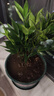 花行榜驱蚊竹柏水培驱蚊植物盆栽办公室桌面花卉水养办公室绿植源头直发 实拍图