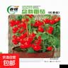 春蝶蔬菜种子四季播盆栽阳台庭院黄瓜豆角番茄甜瓜易种籽孑大全 长绿苦瓜【1包约10粒】 一包(试种贵在快递费) 实拍图