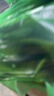 新贝奶粉储存袋 保鲜袋 奶粉储存袋 加厚防漏（牛油果绿）9177 实拍图