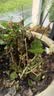 开时果 茉莉花苗盆栽浓香型花卉 室内四季开花阳台好养带花苞桌面绿植物 2盆#精品茉莉花5-10株【原生盆】 实拍图