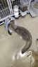 京东京造猫粮鸡肉味全价成猫粮10kg三文鱼肉营养美毛长肉质检流浪救助 实拍图