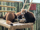 日清方便面 合味道6口味混合12杯口味随机 整箱装 速食杯面泡面桶面 实拍图