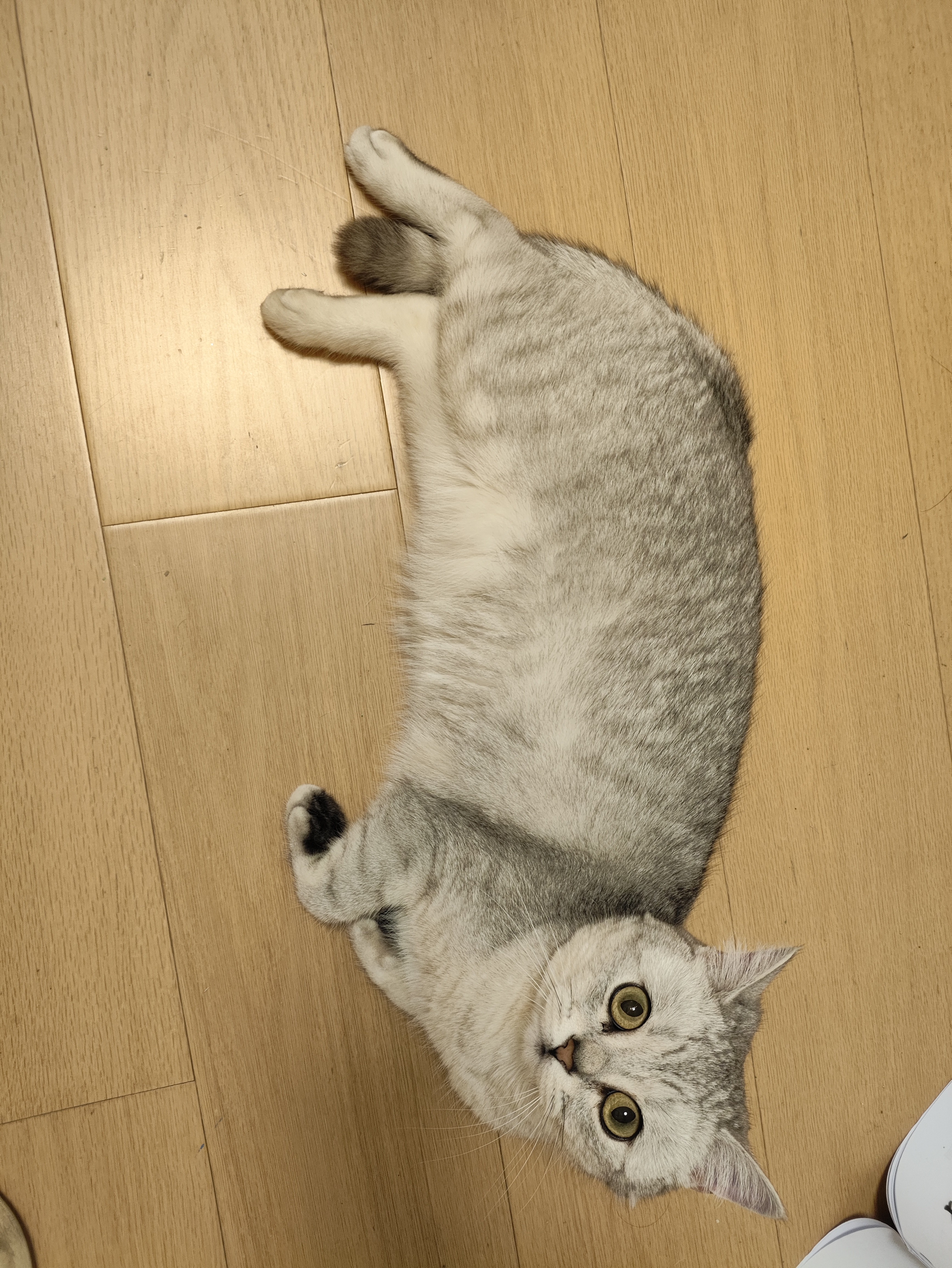 啦咔咔猫砂20斤椰壳矿活性炭豆腐混合猫砂2.5KG*4【京仓发货】 实拍图