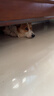 宝路狗粮 成犬狗粮中小型犬15斤 泰迪全犬种通用全价粮7.5kg鸡肉味 实拍图