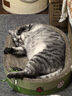 LEGENDSANDY蓝氏全价猫粮生鲜高能系列成猫幼猫 试用 试吃 猎鸟乳鸽 50g*5 实拍图