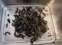 崂茗绿茶青岛崂山绿茶礼盒2026新茶豆香250g手工山东特产茶叶送伴手礼 实拍图