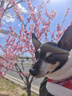 Orijen渴望狗粮 成犬幼犬无谷鸡天然鸡肉进口全价通用犬粮6kg效期27/1 实拍图