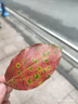 迪巧儿童钙片60粒*2青少年钙片儿童3-4-11-13-17岁补钙碳酸钙d3咀嚼片(Ⅲ)含维生素d3助骨骼发育非液体钙 实拍图
