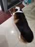 海洋之星 三文鱼中小型犬狗粮成犬粮天然无谷粮小颗粒6kg 实拍图
