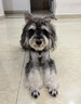 来旺兄弟 宠物美容剪刀猫咪狗狗毛发打薄美容工具 牙剪6.5英寸星空款 实拍图