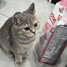 皇家幼猫猫粮 幼猫奶糕 K36 通用粮 4-12月 2KG 实拍图