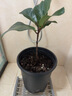 德沃多天南星科专用植物营养土15L园艺盆栽绿植种植土养花土基质 实拍图