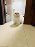 皇家狗粮 幼犬狗粮 宠物 小型犬 MIJ31 全价犬粮 2-10月 2KG 实拍图