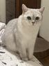 皇家猫粮 英短成猫粮 BS34 通用粮 12月以上 10KG 实拍图