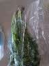 带根香菜100g 实拍图