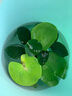 疯狂水草浮萍水草水上和鱼共养金鱼缸造景古法养鱼净化水质水芙蓉 一叶莲5颗（6-9cm） 实拍图