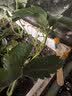 滨淇草莓苗奶油草莓大棚秧苗四季草莓苗当年结果带原土10棵源头直发 实拍图