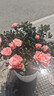 【莎之槿园艺】杜鹃花苗盆栽带花苞四季开花不断室内观花卉绿植植物老桩大棵好养 特大盆粉色杜鹃花+仿木桶盆+底托(带花苞发 含盆 实拍图