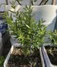尔澜 1cm嫁接冬枣树苗甜度大果树苗庭院阳台露天种植水果苗木源头直发 实拍图