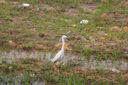 佳能（Canon）RF 100-400mm F5.6-8 IS USM 超远摄变焦镜头【滤镜防护套装】 实拍图