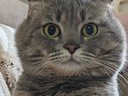 LEGENDSANDY蓝氏 全价猫粮成猫幼猫生骨肉冻干粮 猎鸟乳鸽系列兔肉口味1.5kg 实拍图