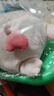 名创优品（MINISO）小猪B-BO弹力超柔趴姿公仔毛绒玩具玩偶抱枕靠枕生日61儿童节礼物 实拍图