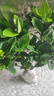 意轩 【带花苞】阳台室内盆栽花卉栀子花树苗大叶绿植四季开花枝子花 3年苗【带花苞】 不含盆 实拍图