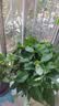 京东绿植绿萝盆栽除甲醛花卉绿植办公室新房净化空气360自吸盆1盆源头直 实拍图