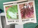 北蔬红苋菜种子苗尖叶抗热四季栽蔬菜种籽 红柳叶苋菜种子10g约7000粒 实拍图