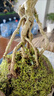 瀚林怡景（HANLINYIJING）六月雪盆景植物树桩悬崖造型假山老桩室内客厅办公室绿植桌面盆栽 山水石景-六月雪 木座 实拍图