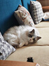 京东京造猫粮鸡肉味全价成猫粮10kg三文鱼肉营养美毛长肉质检流浪救助 实拍图