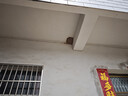 心相印【樊振东推荐】抽纸茶语丝享3层110抽*24包S码 整箱卫生纸纸巾 实拍图