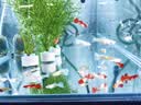 FINO芬浓银钻发膜焕时奢醇美容液发膜200g柔顺强韧亮泽【侯明昊同款】 实拍图