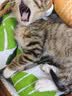 憨憨宠猫笼折叠猫笼子大号猫别墅加粗加密双层猫舍猫窝宠物猫咪用品家用 黑色 600双层 实拍图