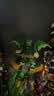 乐高（LEGO）积木幻影忍者71862 劳埃德的战斗机甲男女孩儿童玩具生日礼物摆件 实拍图
