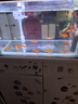 金鱼草金鱼观赏鱼冷水好养耐活小鱼苗锦鲤 5-7cm 红草金买10条送10条（加备损） 实拍图