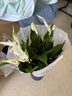 年宵花【热销款】白掌一帆风顺盆栽水培植物绿植过年装饰摆件年货 特级白掌带花+繁星自吸盆 实拍图
