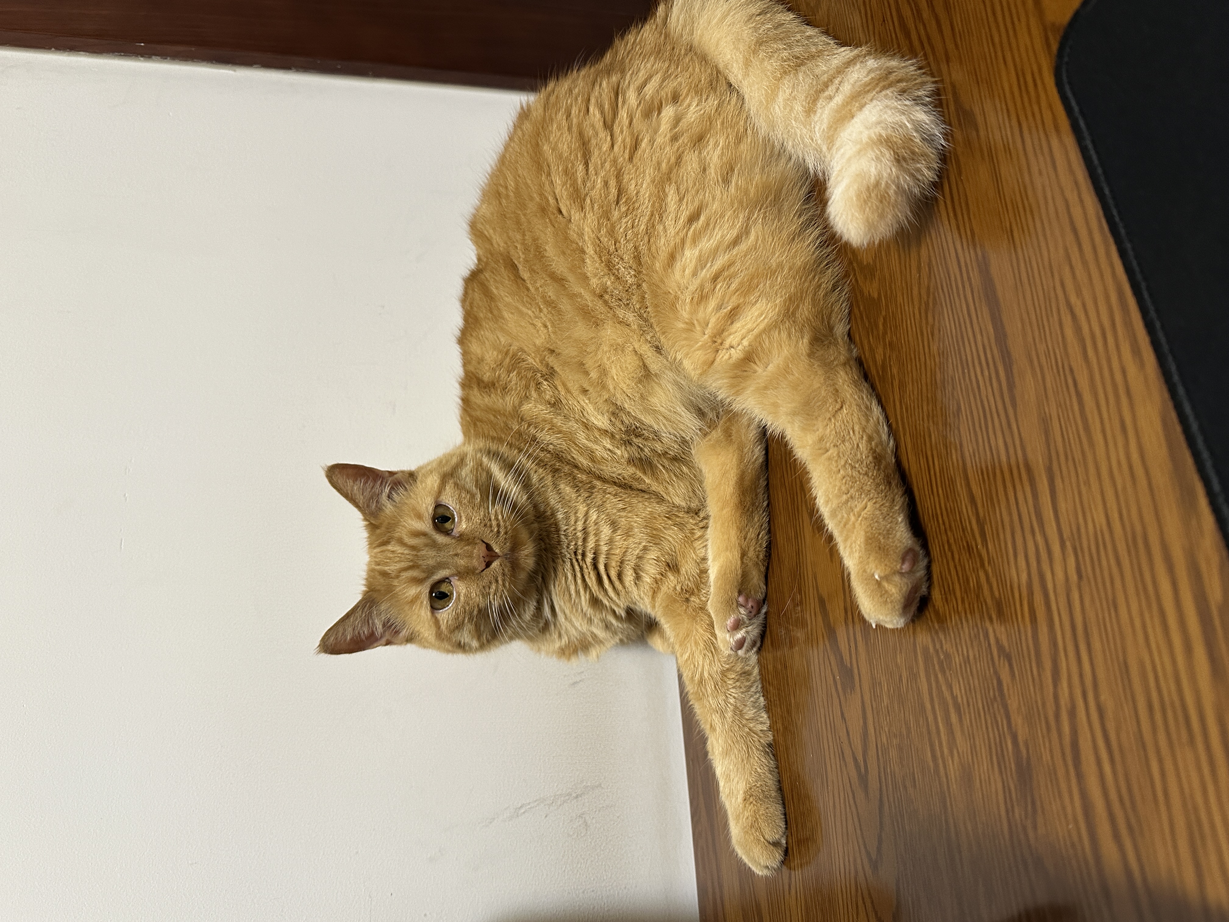 红狗 猫草片200片*3瓶 化毛球片化毛膏猫咪宠物幼猫化毛排毛去毛球 实拍图