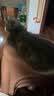 艾尔猫粮 室内解馋猫系列 全价全期成猫幼猫通用型宠物粮 通用500G*5 5斤 实拍图