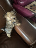 宠莱克犬细小病毒胶体金检测试纸条1条/盒 犬细小CPV狗狗试纸检测卡自测医院同款 实拍图