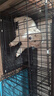 憨憨宠 狗笼猫笼 狗笼子小型犬带厕所幼犬折叠便携猫笼子宠物笼具兔笼 【精品升级加粗】狗丝 60*42*52cm 实拍图