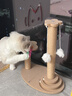 HELLOJOY猫抓板猫爬架一体耐磨不掉屑剑麻抓柱耐抓逗猫棒猫咪玩具自嗨解闷 实拍图