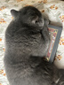 皇家猫粮 英短成猫粮 BS34 通用粮 12月以上 10KG 实拍图