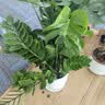 叹为观止大型植物发财树各种大颗盆栽开业乔迁客厅办公室内好养大型花卉 龟背竹【1-1.2米】 含盆 实拍图