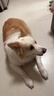 伯纳天纯狗粮中大型犬全价成年犬粮17kg羊肉蔓越莓味囤货装 实拍图