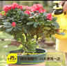 史丹利花肥料家用养花通用型氮磷钾复合肥多肉盆栽有机花卉缓释肥450g 实拍图