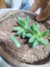 史丹利大块椰砖4.5KG 营养土椰糠养花通用型花土椰壳种菜专用脱盐椰子土 实拍图